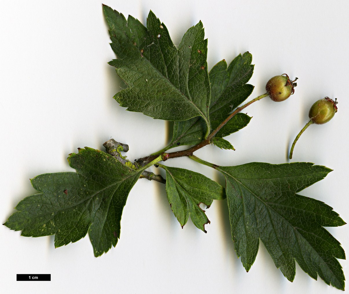 High resolution image: Family: Rosaceae - Genus: Crataegus - Taxon: chlorosarca